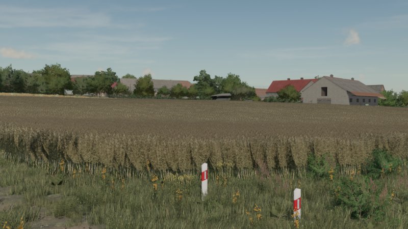 Canola